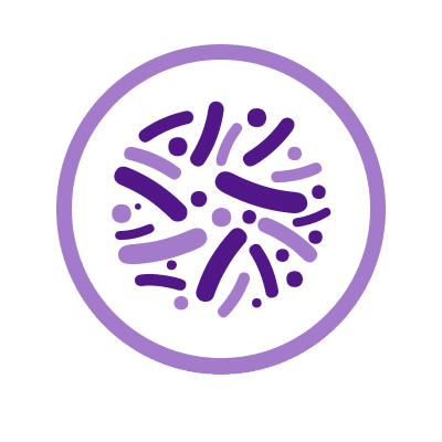 Bifidobacterium animalis