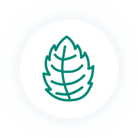 menthe Poivrée menthe Poivrée